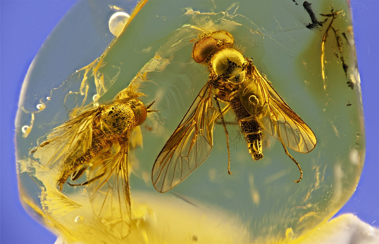Macro focus stack